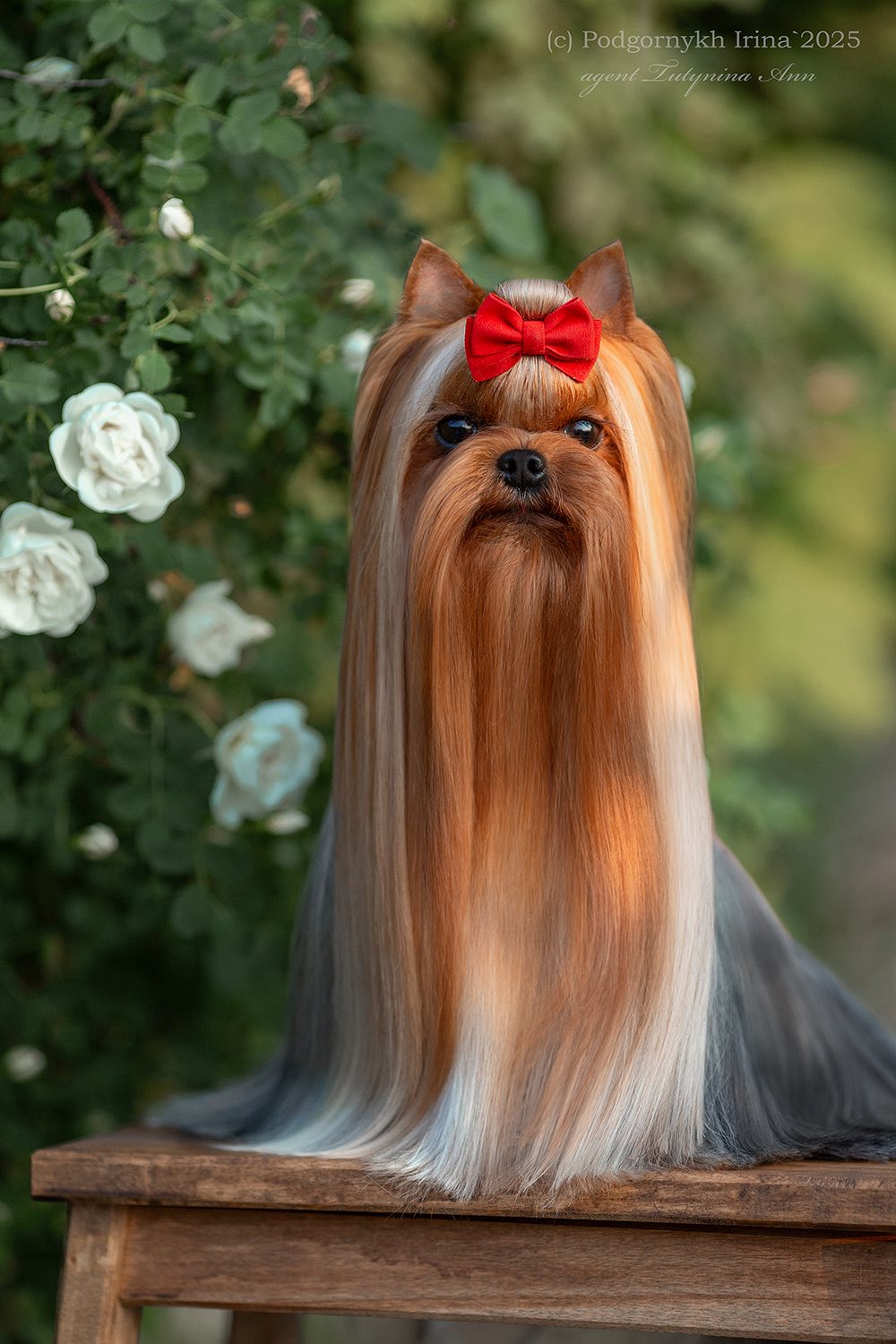 Laranta LARANTA FLEUR FORSYTE — Labaza DogPedigree YorkshireTerrier